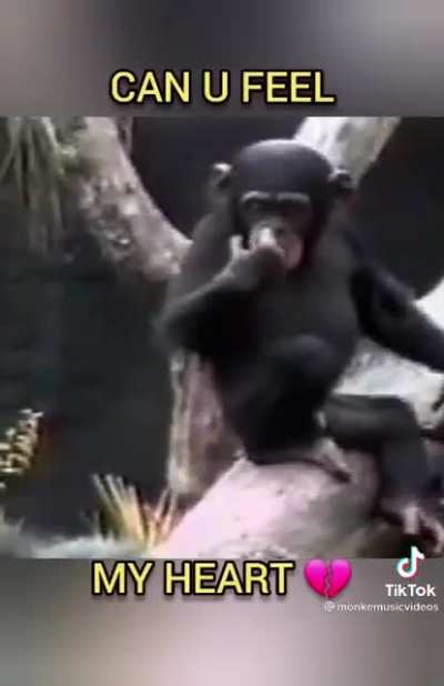 Hehe monke