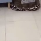 MY PILLOW!