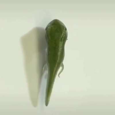 A frog’s life