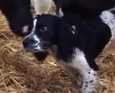 Doggo stuck between cows