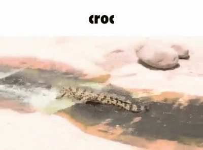 C(r)oc(ule)