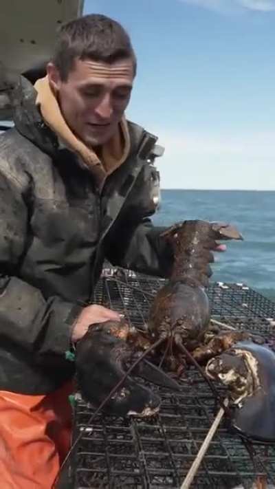 of a lobster