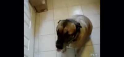 Good boy bubba