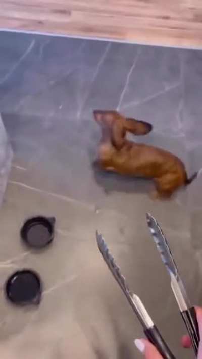Hot Dog