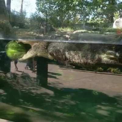 Ah yes, the majestic floating alligator with a watermelon
