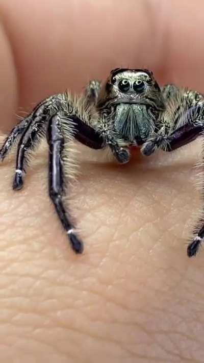 Spoink my male Hyllus diardi is having a hard time jumping onto my phone.
