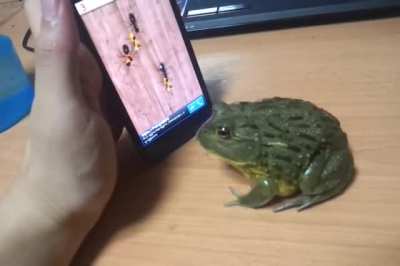 Angery Frog.