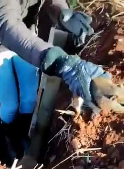 Rodent rescue!