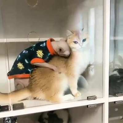 MEOW_IRL