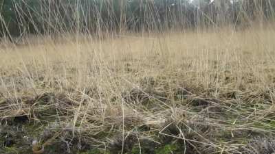 Something is moving through the grass...arm extensions test and failure