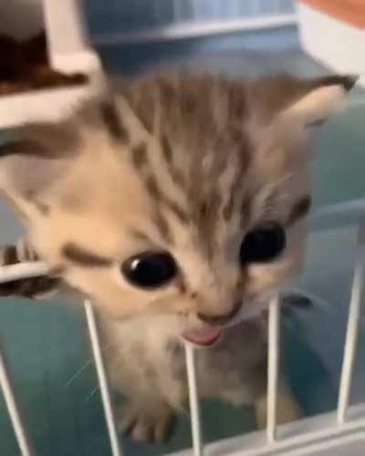 Котик