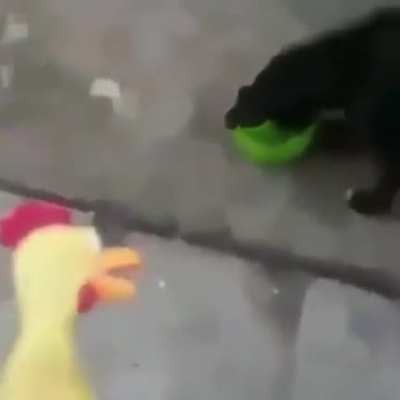chicken