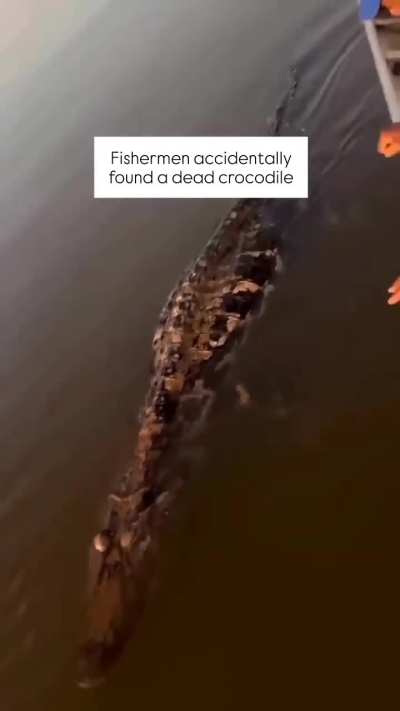 Poor croc