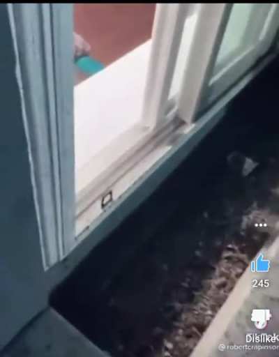 Window Fart 2