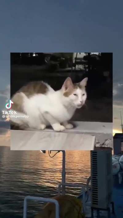 Weird looking cat