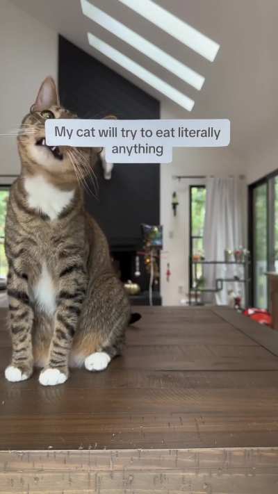 The cat is a paid actor
