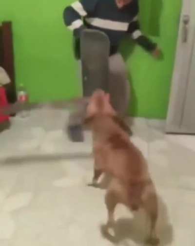 Friend: Don't worry, our dog doesn't bite. The Dog: