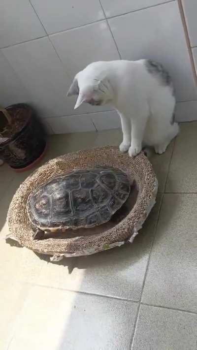 Just buddies taking a nap together. 