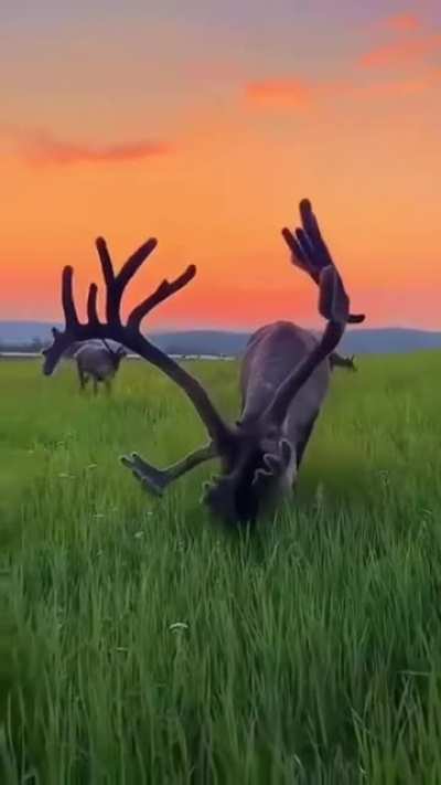 Big rack