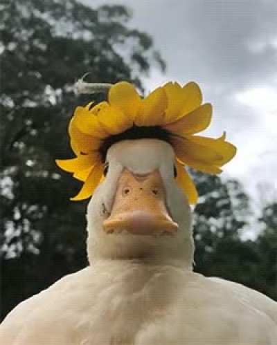 Daisy duck