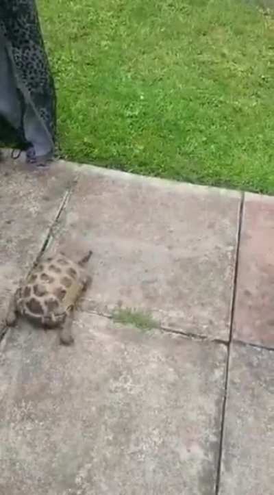 Ö