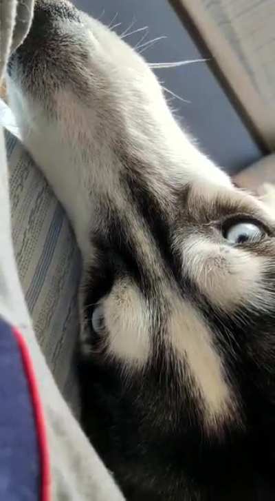 Bitey Husky