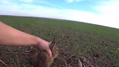 Ушастый камик<wbr>адзе сидит до после<wbr>днего на пути тракт<wbr>ора / the hare kamikaze