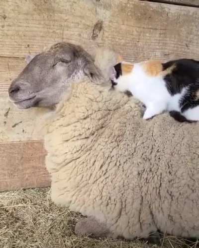 Not sure who’s enjoying it more