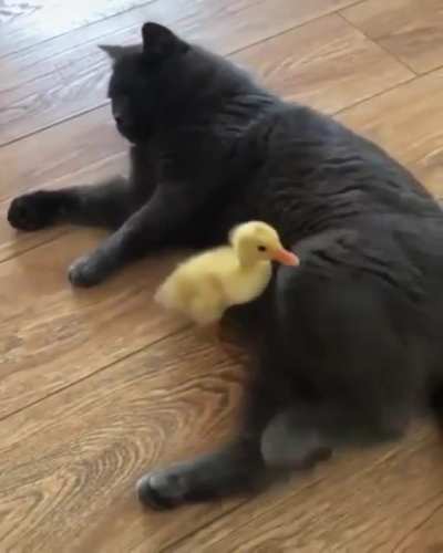 Duckling looking for some warmth
