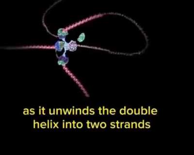 How DNA is Transcribed in Live Cells