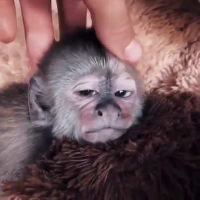 Sleepy monkey