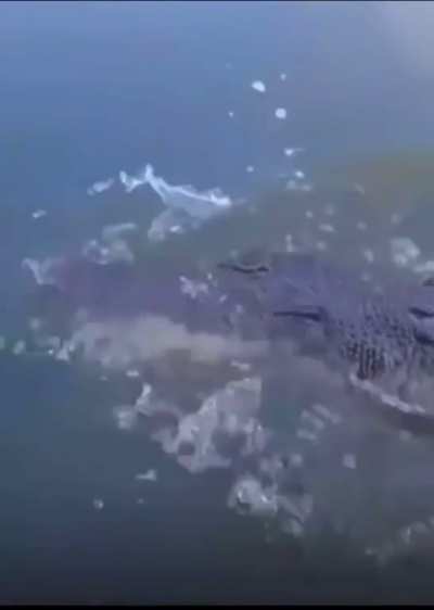 Don’t mess with alligators!