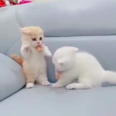Cat.