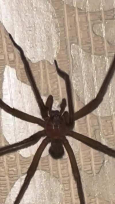Is this what nightmares are made of?