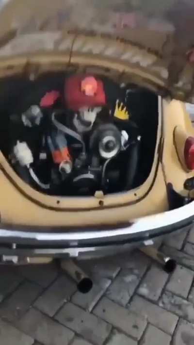 Beetle life 
