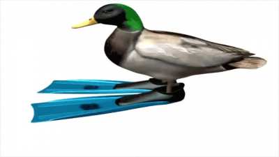 Duck go spin