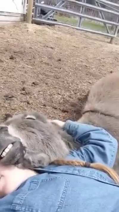 Donkey smiling