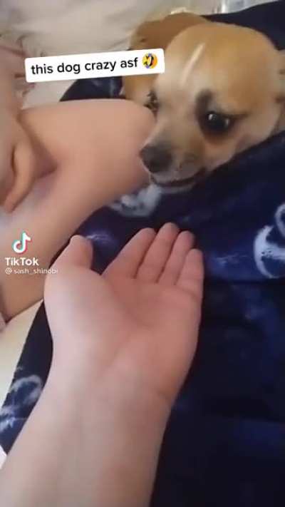 Bad dog