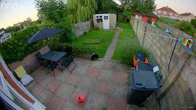 Fox broke my new bird table and then tried it with that cat.