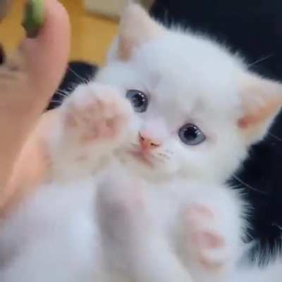 Tiny playing with thumb