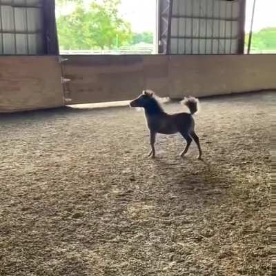 The Humpbacked Horse really exists😅