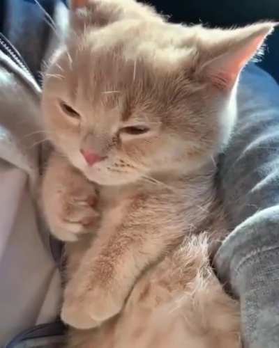 Hi