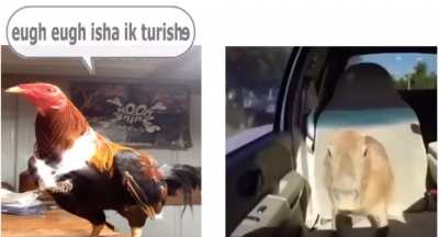 Turi ip ip ip