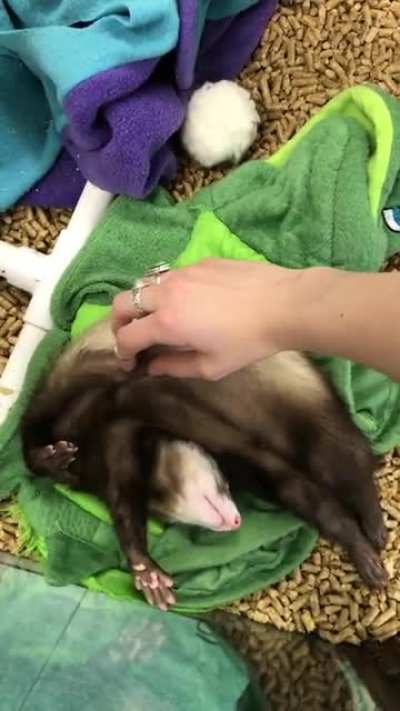 Ferret belly scratchies