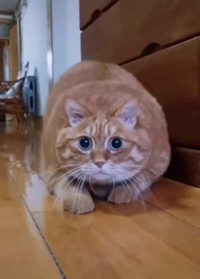 Sneaky Chonker