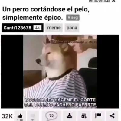 Cortesito micky