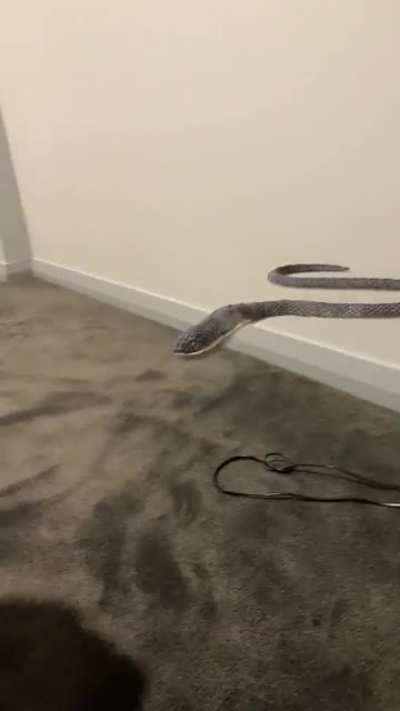 Where’s the Snek?