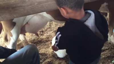 Kid's reaction to milking a cow(sound on for this one)
