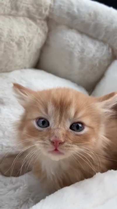 Cute baby