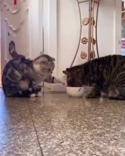 Очень вежли<wbr>вые котики